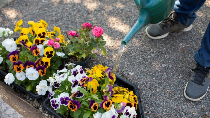 Sommarblommor på begravningsplatsen.