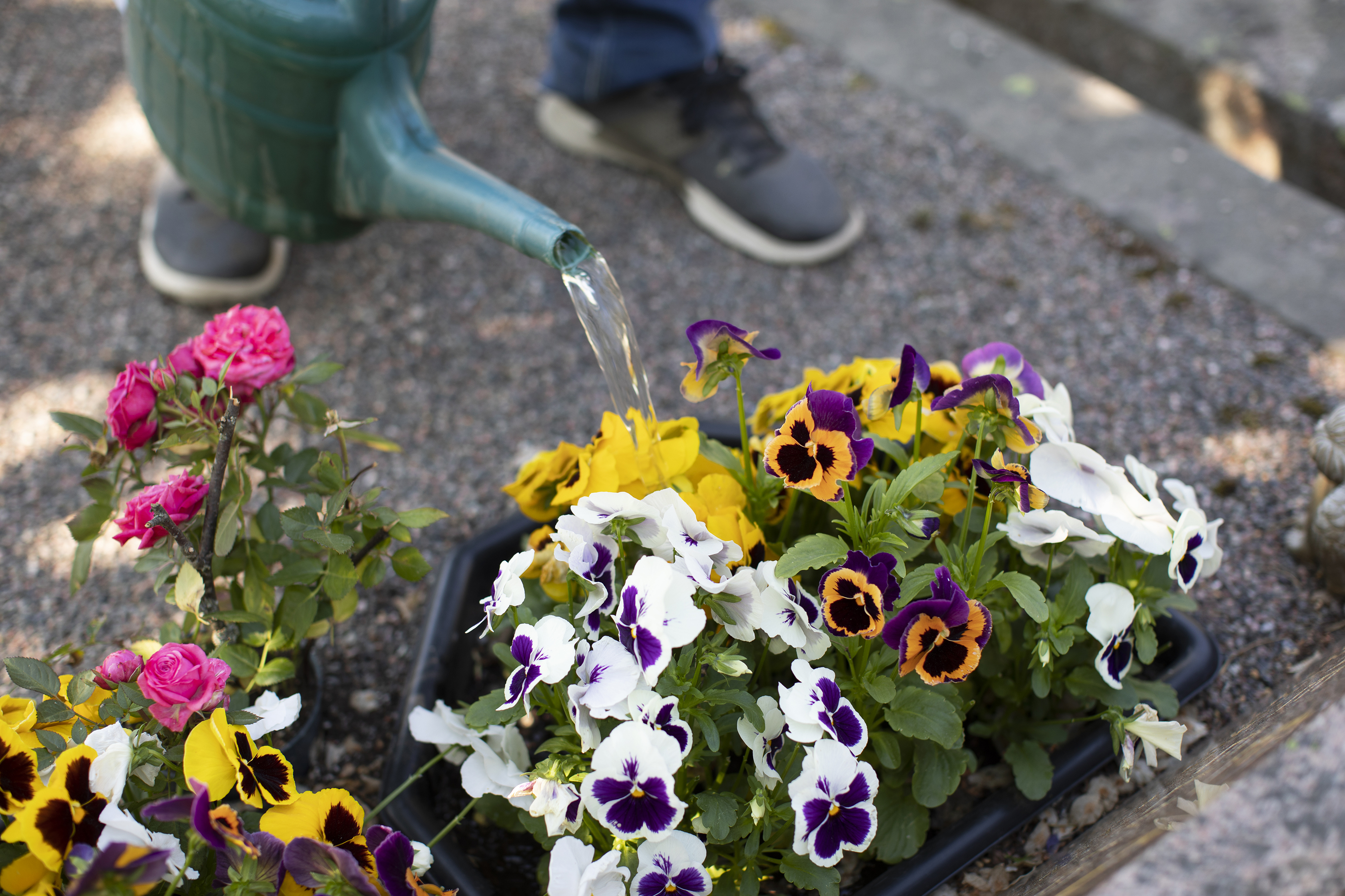 Granna blommor vattnas vid grav.